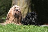 LHASSA APSO 119